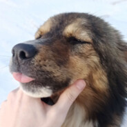 Cainele Dog