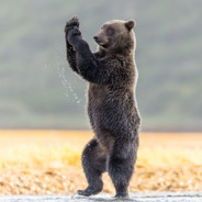 craftbear