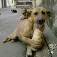 köpek yiyen ekmek