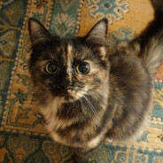 Ms. MinaTheMenace