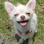 ShinDog