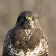 Bekakte Buizerd ♥♥♥♥♥♥♥♥♥.com
