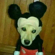 mickeydog