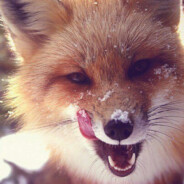 Ken4ik-Fox