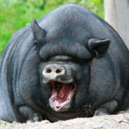 PiggySmallz