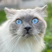 Gojo Cat