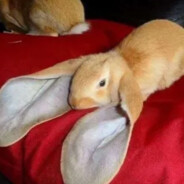 I'm All Ears