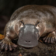 Proper Platypus