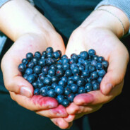 fferalberry