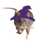 MagicScrumpyRat