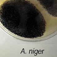 Aspergillus Niger