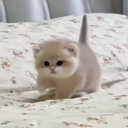 Mitooo