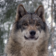 -(NordicWolf)-