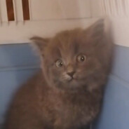 Аватар сообщества Steam