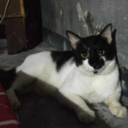 mangmang