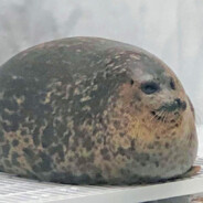 KingPotato464 avatar