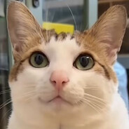 ( Φ ω Φ )
