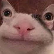 necum pico