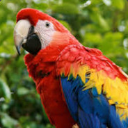 Parrot Repeating