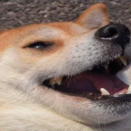 w   e   e   n