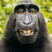 MACACO LÍDER