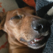 Air-Dawg