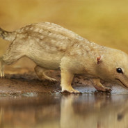Cynodont