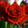 Group Avatar