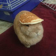 CrazyBunny