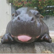 Cooles Nilpferd