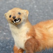 LASKA