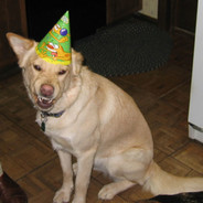 amused.dog