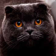 Steam profile picture for @kott