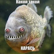карась