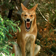 Hungry Dingo
