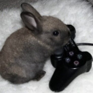 sleepybunny