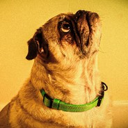 TheKillerPug