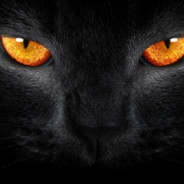 Felis
