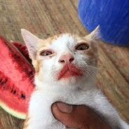 Señor Taco
