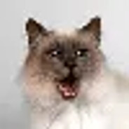 www