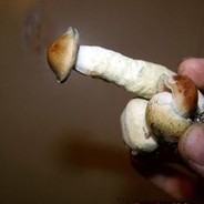 Magic Mushroom