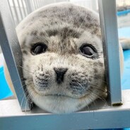 Open group on Steam Ponsuke