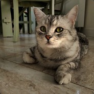 zefirka
