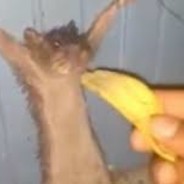 Rat Slapper