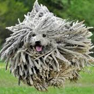 Dog With Dreads