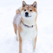 KOKO