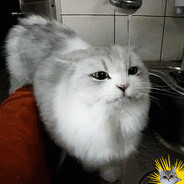 𝕭𝖔𝖉𝖟𝖎𝖔