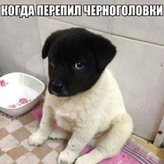 ТОП1 СФ СВОЕГО СТУ