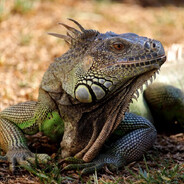 Iguana