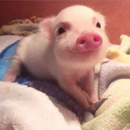 piggy